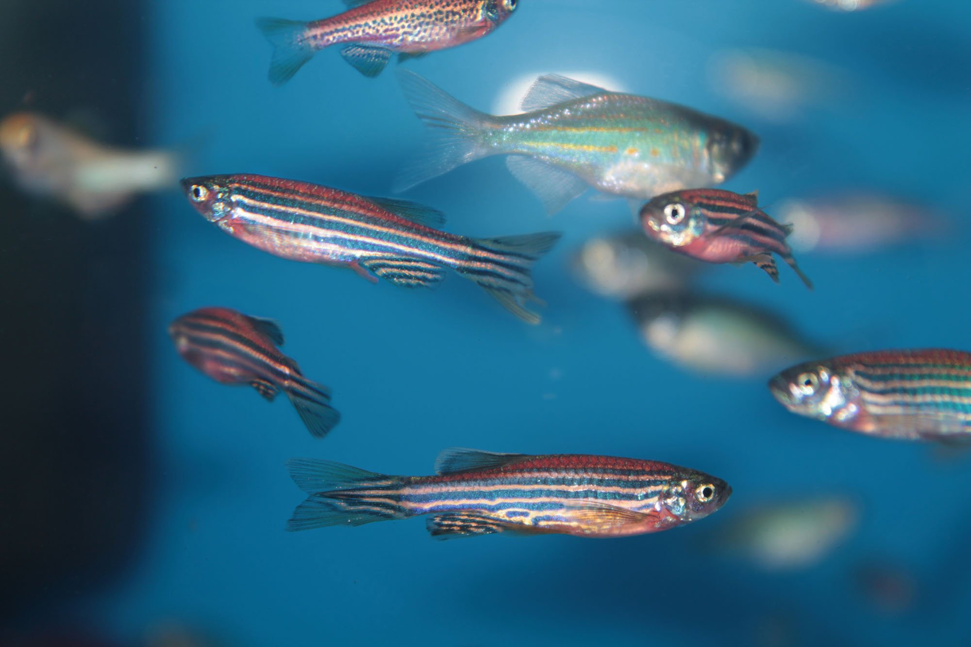 NanoTag Technology from Voda IQ Allows You to Tag Even the Smallest Zebrafish