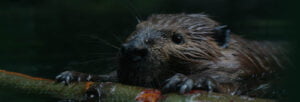 A beaver building a dam.