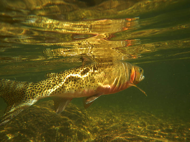 West Slope Cutthroat Trout Under Water