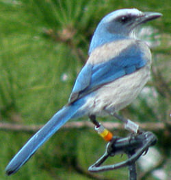 Creating DIY RFID leg bands for birds.
