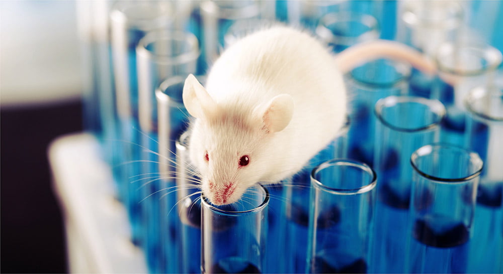 RFID Tags for laboratory animals, including mice.