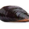Freshwater Mussel Research