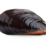 Freshwater Mussel Research