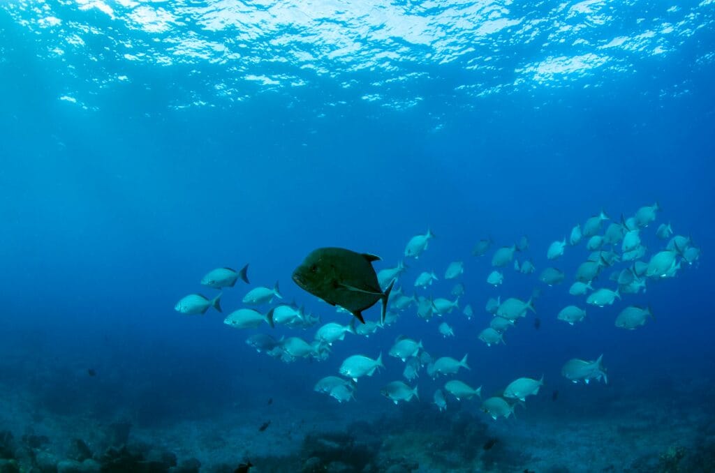 Data Accuracy in Fisheries