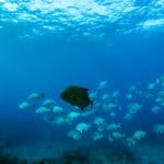 Data Accuracy in Fisheries