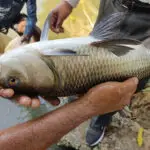 Improving Conservation Efforts