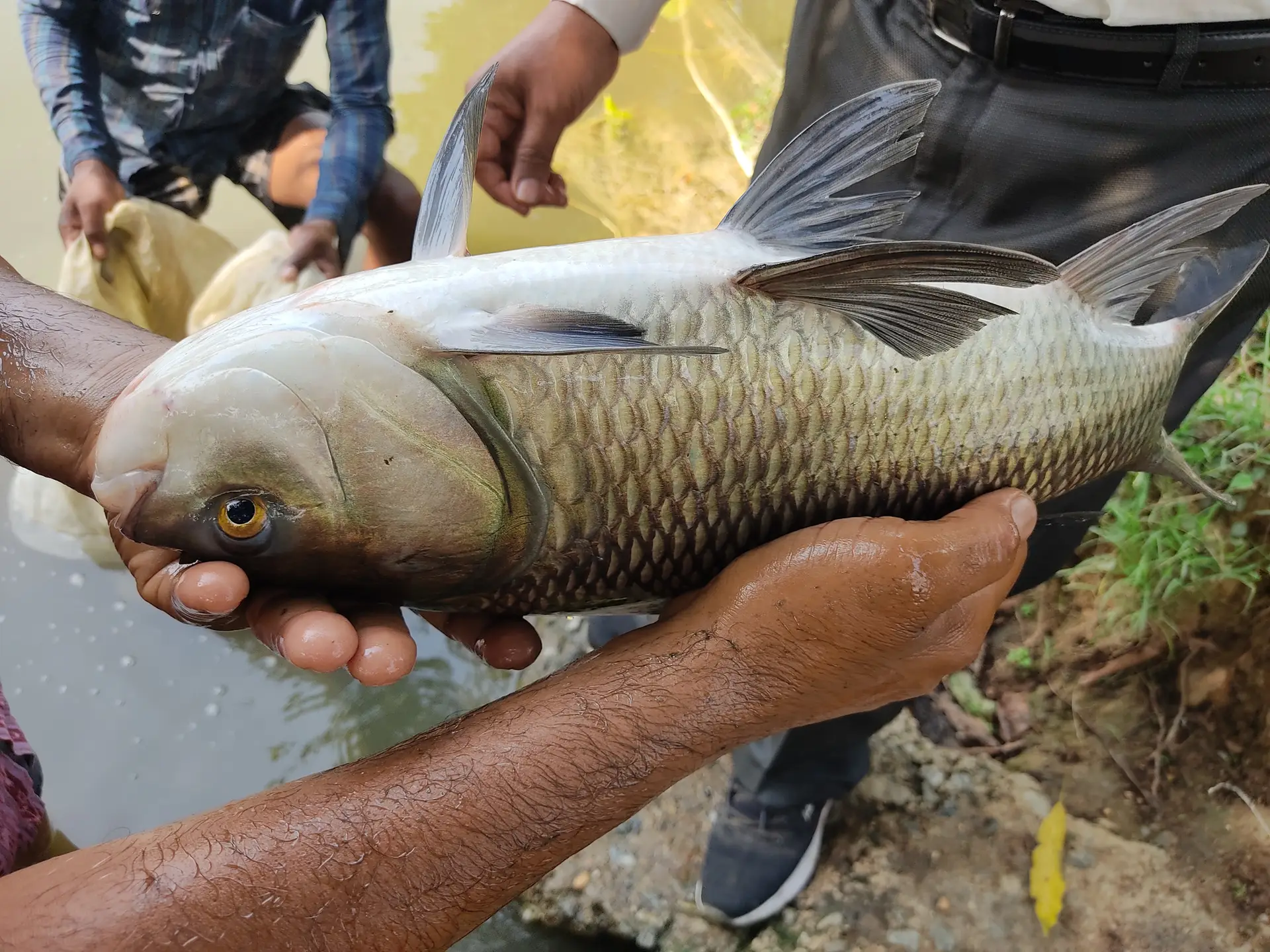 Improving Conservation Efforts