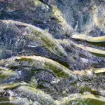 Accurate Fish Species Identification