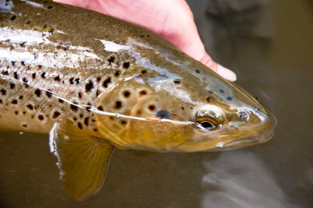 Identifying Endangered Fish Species