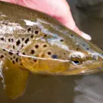 Identifying Endangered Fish Species