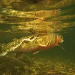 Innovations in PIT Tag Technology