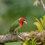 Revolutionizing Bird Tracking