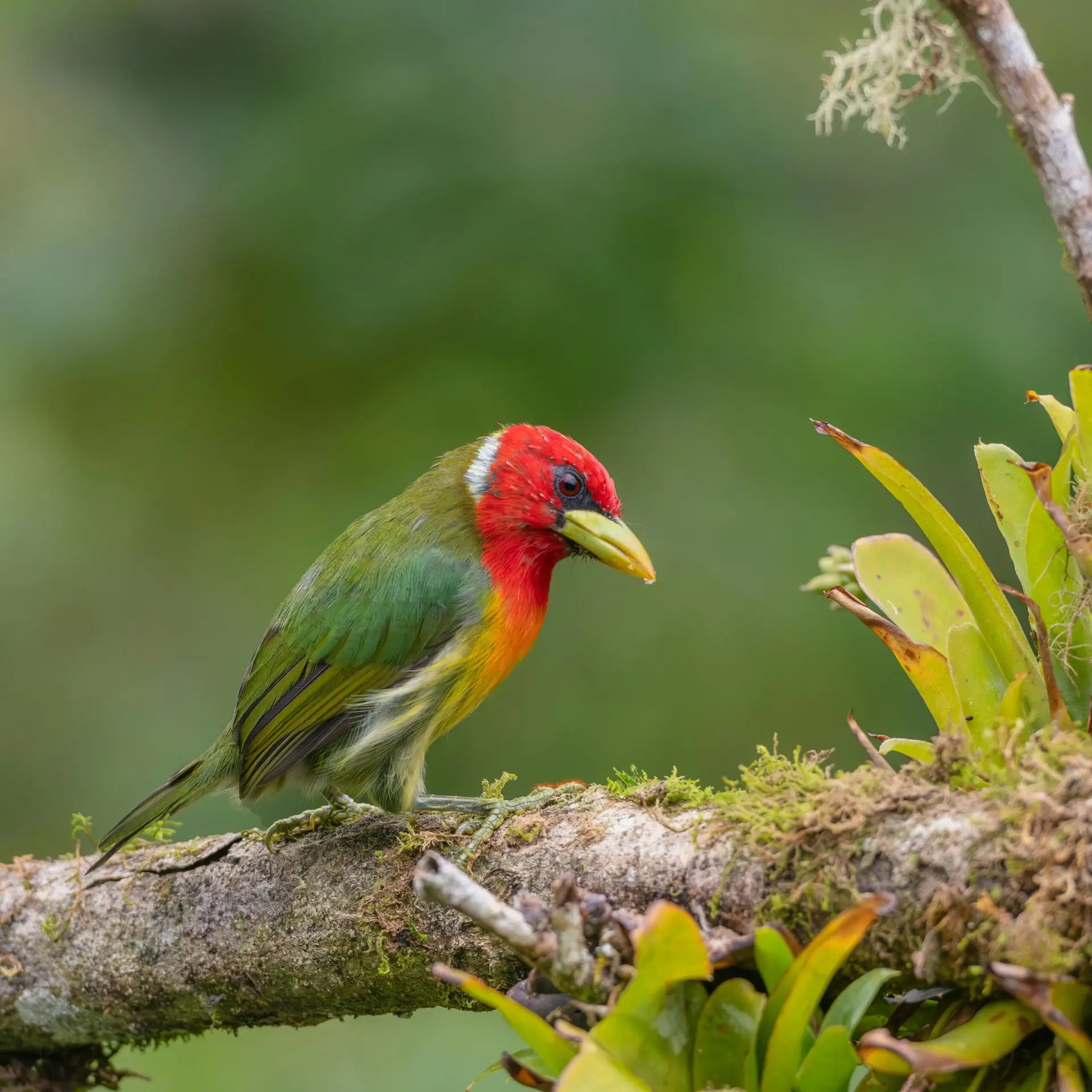 Revolutionizing Bird Tracking