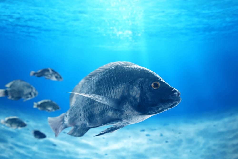 RFID Tag Readers for Precise Data Collection