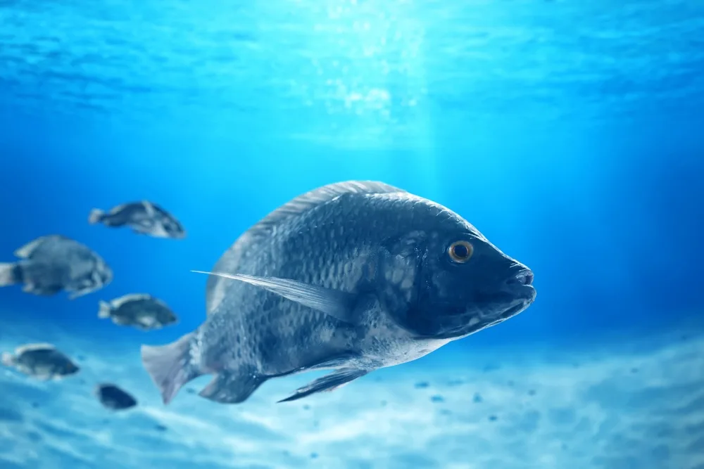 RFID Tag Readers for Precise Data Collection