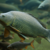 Future of Fish Data Collection