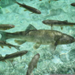 RFID Tag Readers for fishes