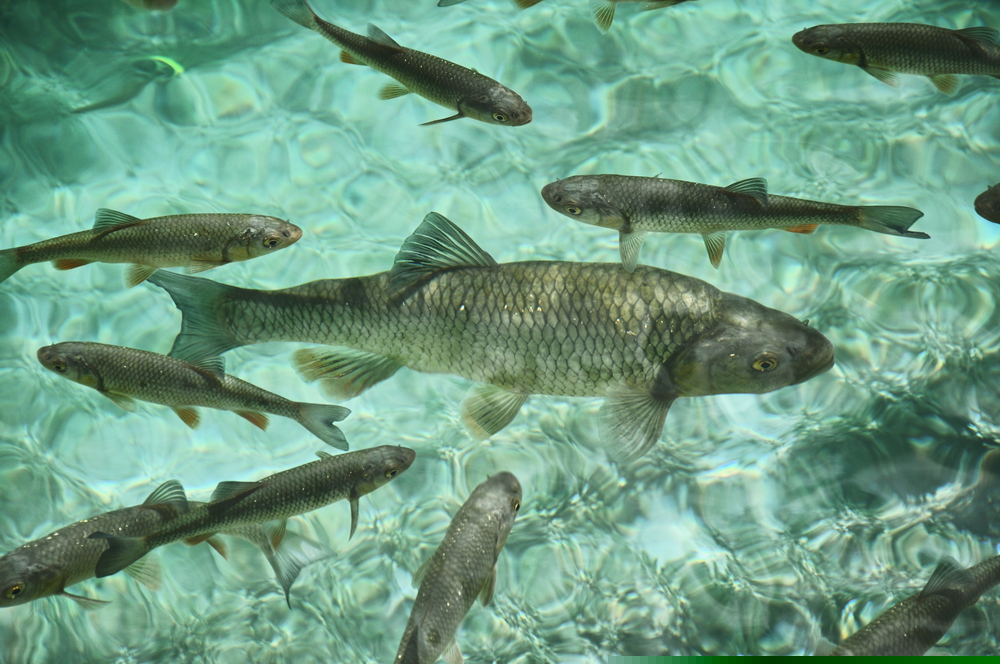 RFID Tag Readers for fishes