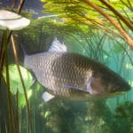 RFID Tags in Fisheries