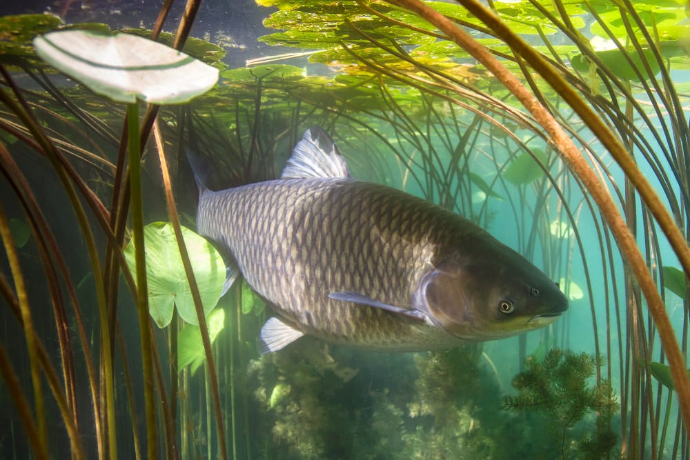 RFID Tags in Fisheries