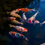 Fish Tagging Systems for Sustainable Practices