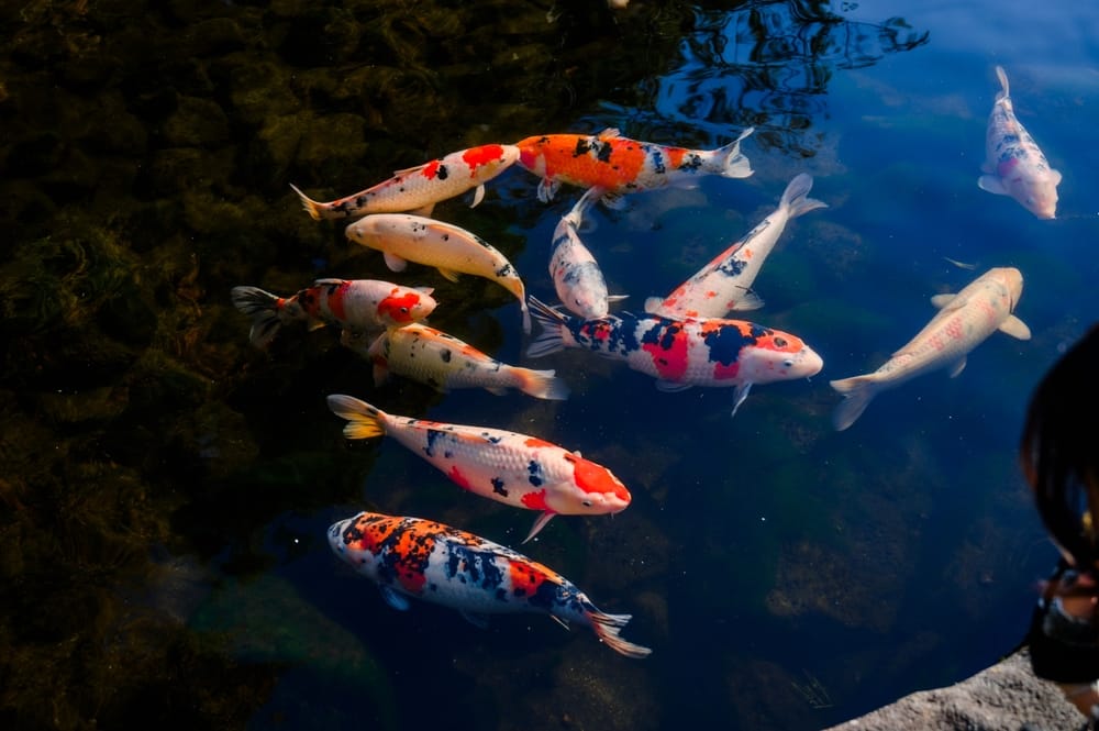 Fish Tagging Systems for Sustainable Practices