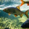 Tracking Fish Health by aquaculture monitoring software