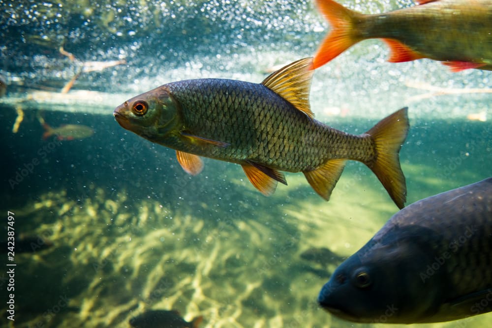 Tracking Fish Health by aquaculture monitoring software