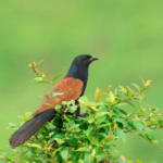 Future of Bird Monitoring with RFID Leg Bands