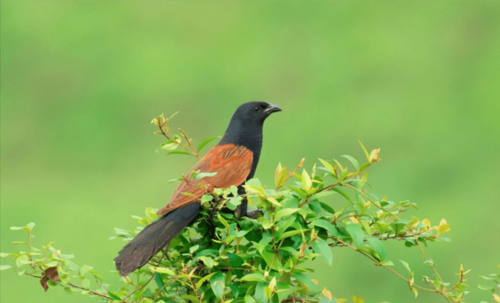 Future of Bird Monitoring with RFID Leg Bands