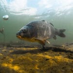 Data Collection Software in Sustainable Fish Farming