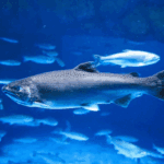 Collaborative Projects and Their Impact on Fisheries Science