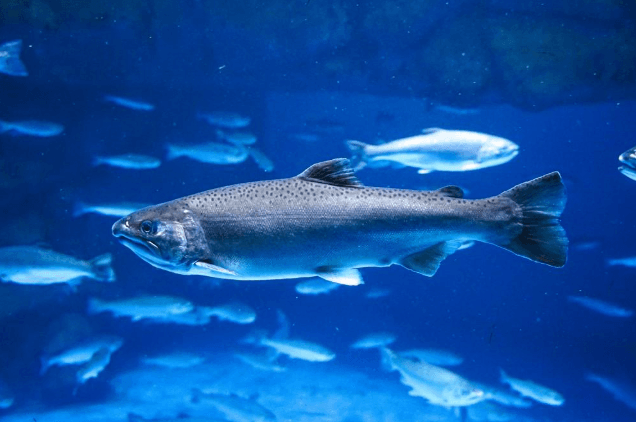 Collaborative Projects and Their Impact on Fisheries Science