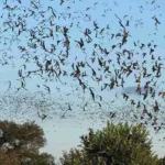 A Night at Bracken Bat Cave