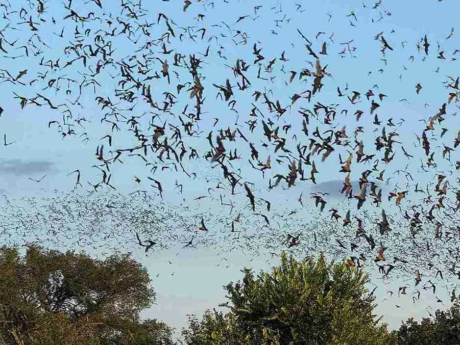 A Night at Bracken Bat Cave