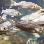 Preloaded PIT Tags for monitoring populations in the field