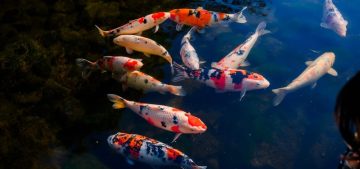 Fish Tagging Systems for Sustainable Practices