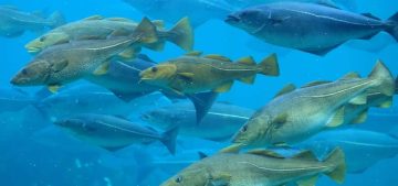 RFID Tags Are Revolutionizing