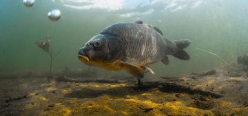 Digital Tools for Fisheries