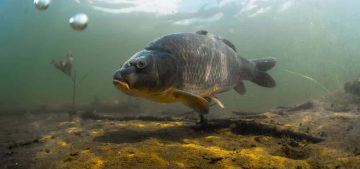 Digital Tools for Fisheries