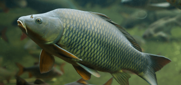 611a132461 Future of Fish Data Collection