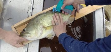 8_pound_largemouth_bass_being_tagged_DaveB_c 8_pound_largemouth_bass_being_tagged_DaveB_c