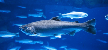 Collaborative Projects and Their Impact on Fisheries Science