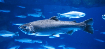 Collaborative Projects and Their Impact on Fisheries Science