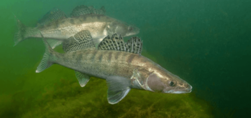 Education for Fisheries Biologists Education for Fisheries Biologists