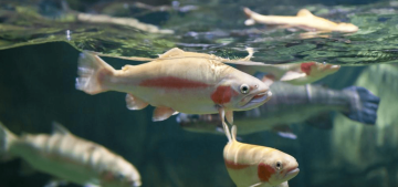 Data Management Best Practices for Fisheries Biologists Data Management Best Practices for Fisheries Biologists