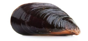 Freshwater Mussel Research (2) Freshwater Mussel Research