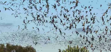 A Night at Bracken Bat Cave