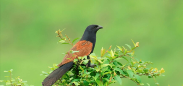 Future of Bird Monitoring with RFID Leg Bands