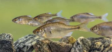 fish pit tags